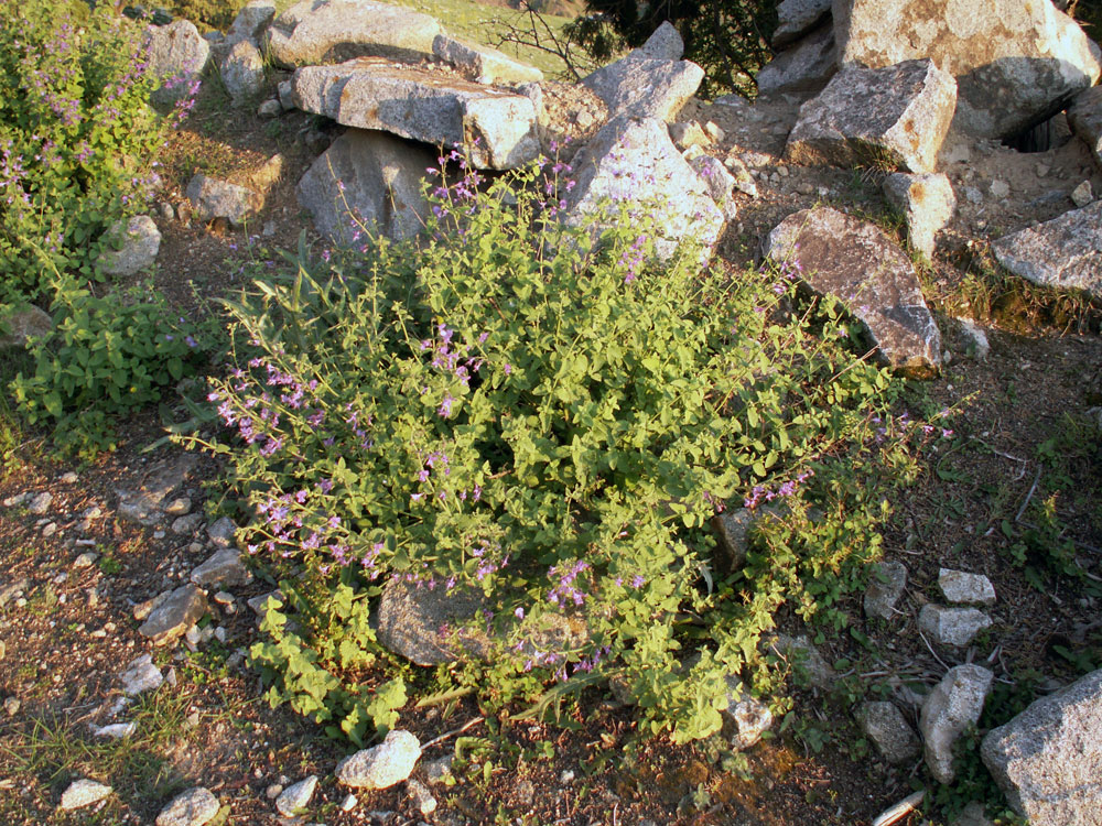 Image of Lophanthus schtschurowskianus specimen.