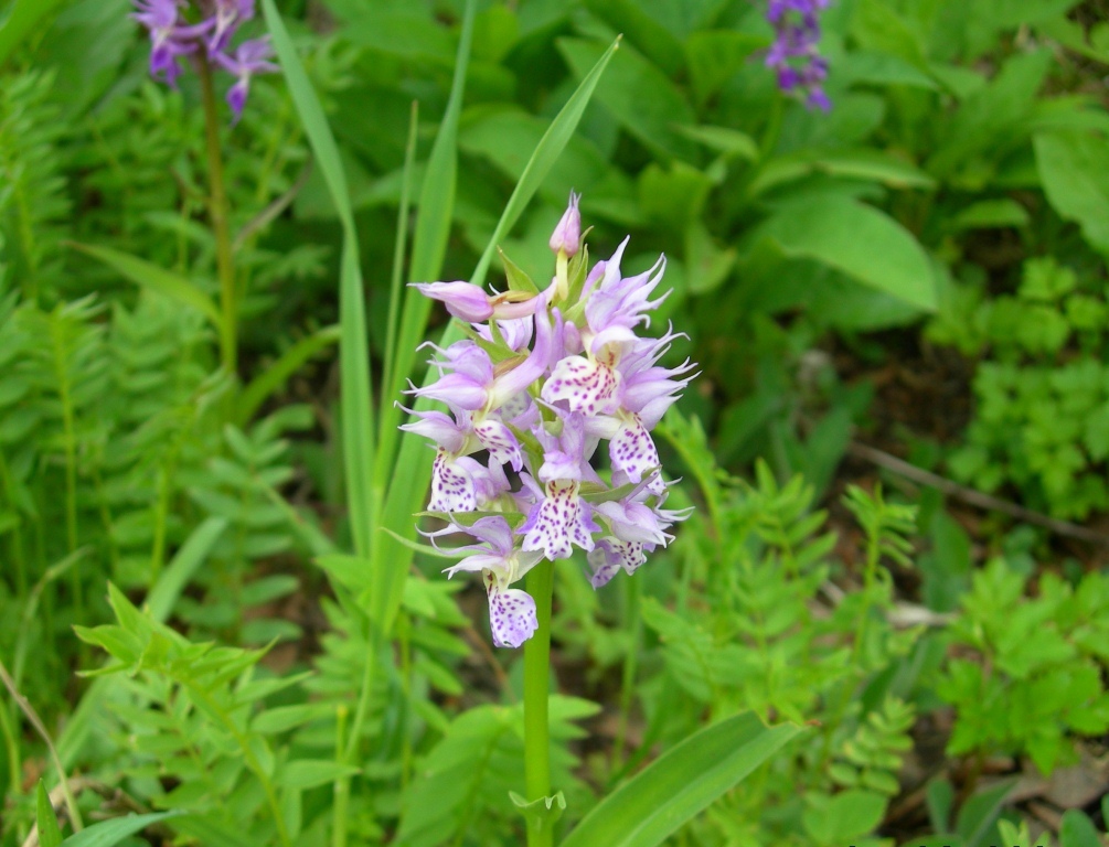 Image of Dactylorhiza aristata specimen.