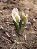 Astragalus ortholobiformis