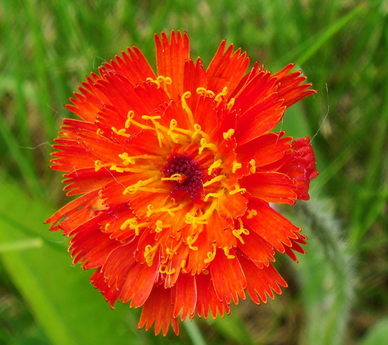 Изображение особи Pilosella aurantiaca.