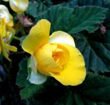 Begonia &times; tuberhybrida