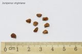 Juniperus virginiana