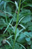 Conyza canadensis