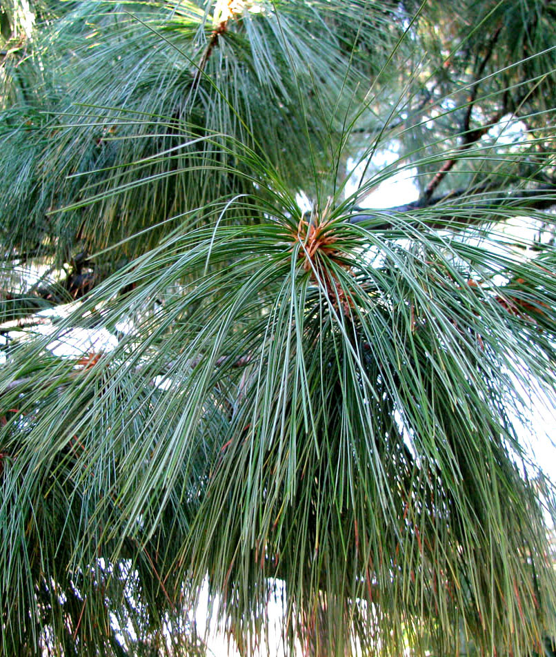 Image of Pinus wallichiana specimen.