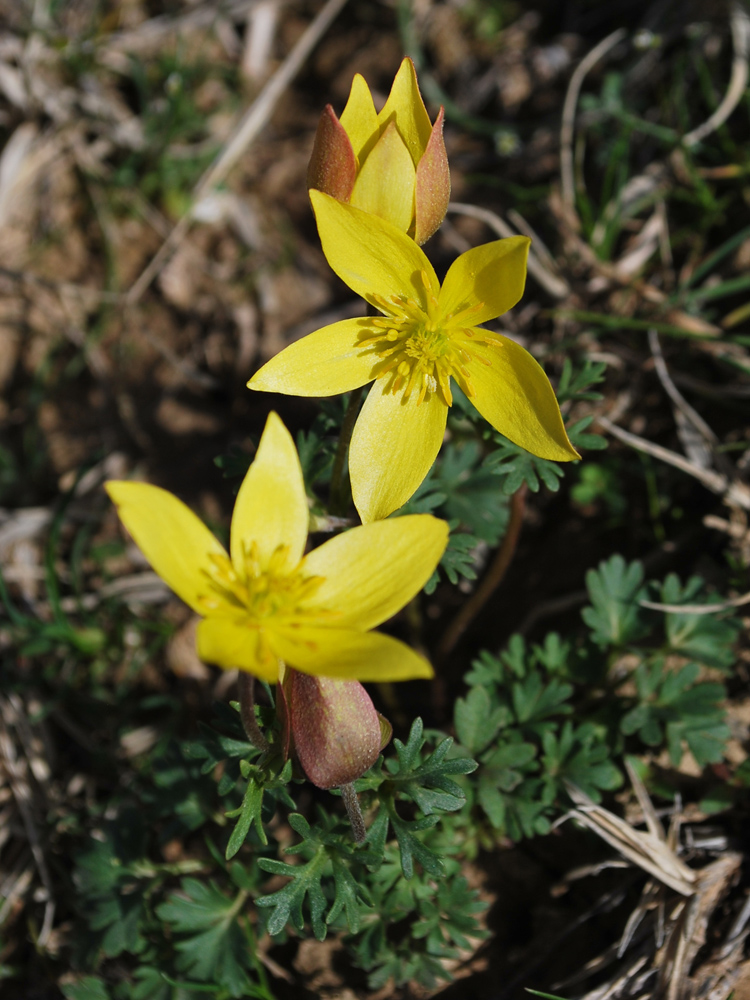 Изображение особи Anemone petiolulosa.