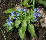 Omphalodes cappadocica