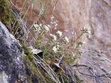 Rosularia alpestris