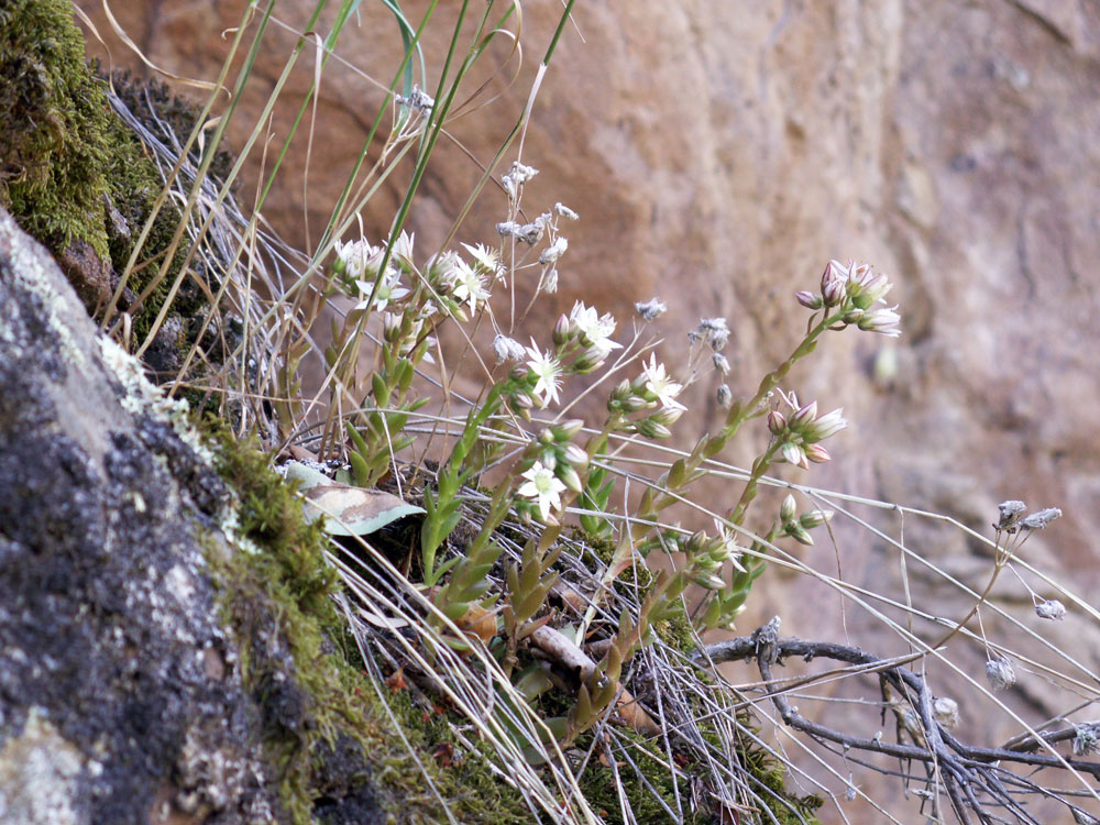 Изображение особи Rosularia alpestris.