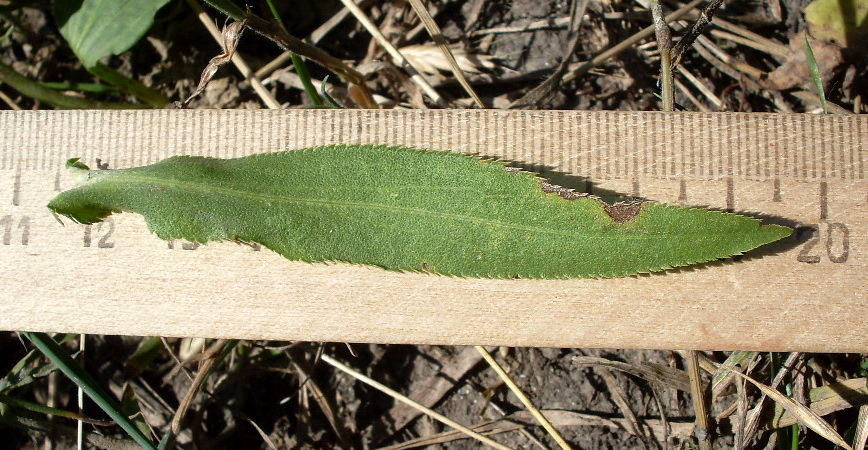 Image of Achillea salicifolia specimen.