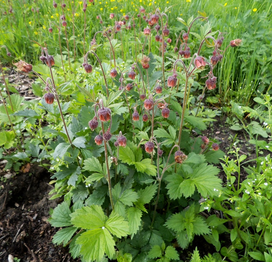 Изображение особи Geum rivale.