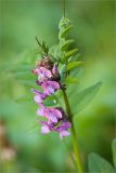 Vicia sepium. Верхушка цветущего растения с муравьями. Санкт-Петербург, Петергоф, Луговой парк. 01.06.2013.