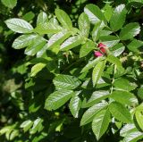 Rosa rugosa