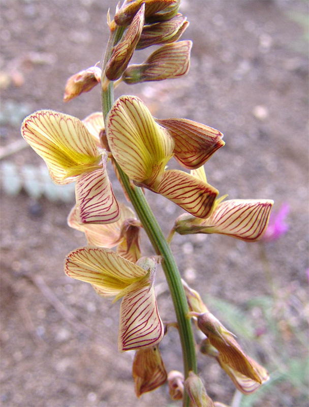 Image of Onobrychis hohenackeriana specimen.