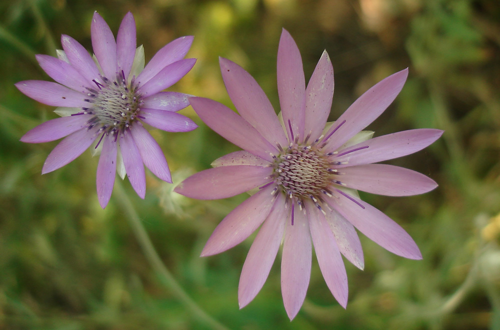 Изображение особи Xeranthemum annuum.