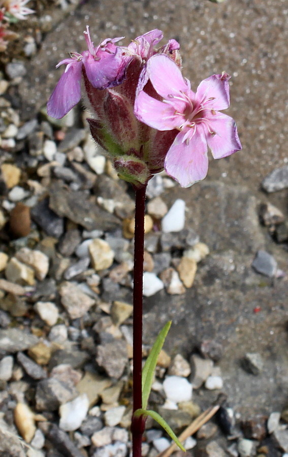 Изображение особи Saponaria caespitosa.