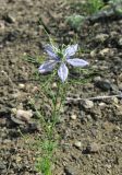 Nigella elata