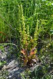 Rumex stenophyllus