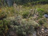 Artemisia caucasica. Цветущие растения. Краснодарский край, Новороссийск, м. Шесхарис, прибрежный склон Маркотхского хребта, можжевеловое редколесье. 21.07.2013.