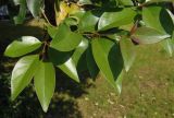 Ligustrum lucidum. Верхушка ветки. Крым, г. Ялта, в городском озеленении. 20.05.2013.