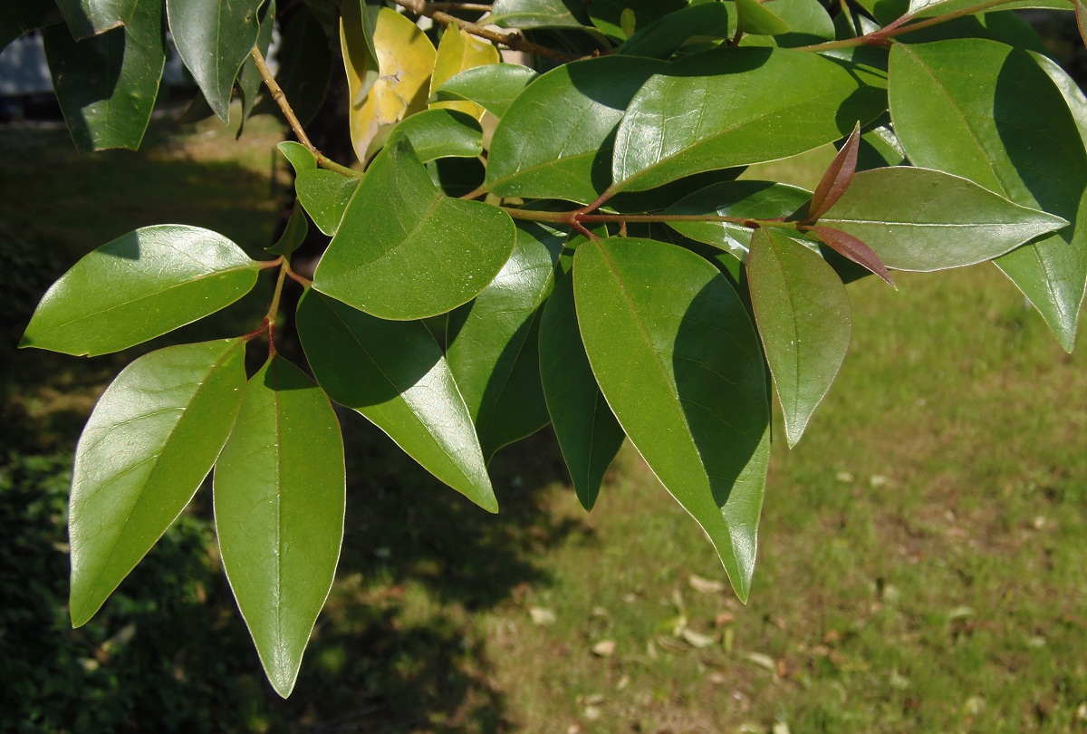 Image of Ligustrum lucidum specimen.