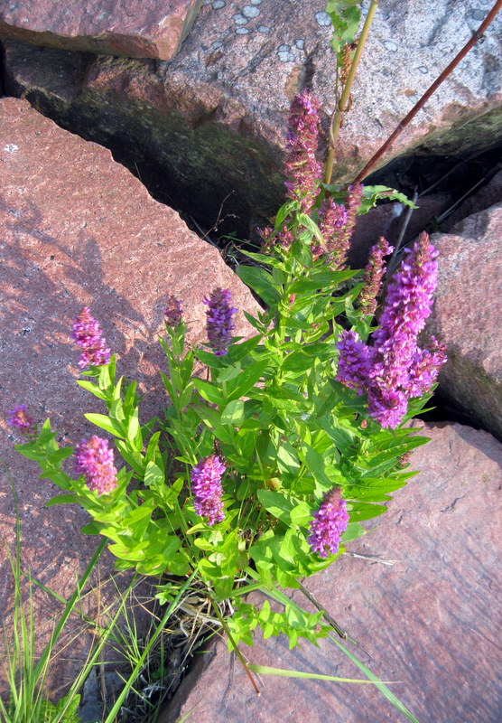 Image of Lythrum salicaria specimen.