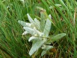 Cerastium biebersteinii