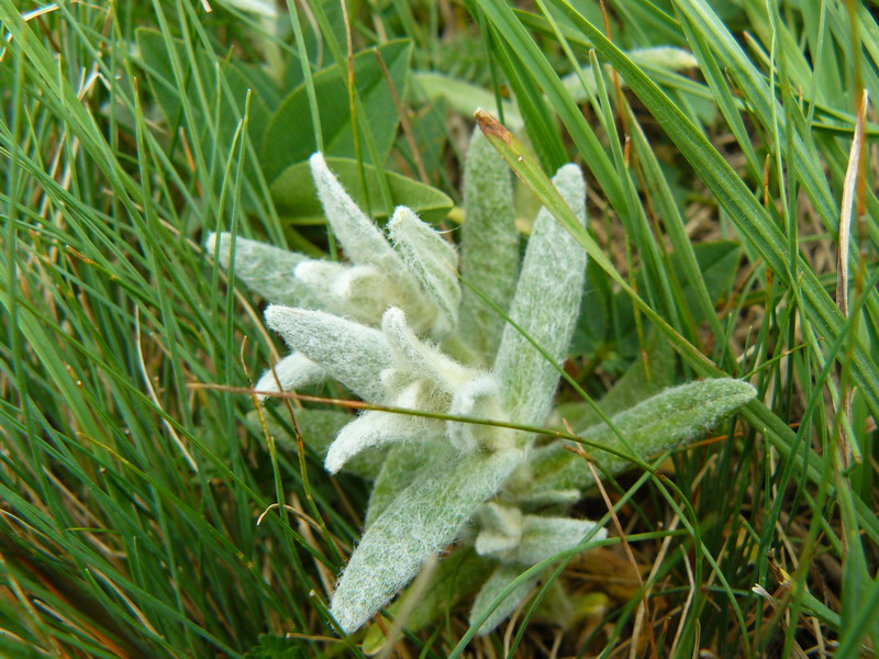 Изображение особи Cerastium biebersteinii.