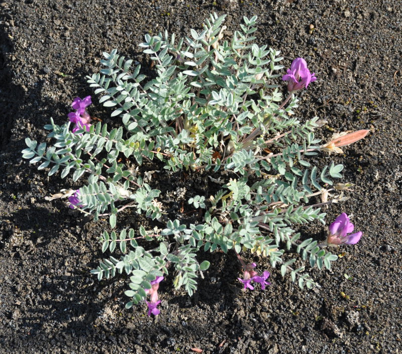 Image of Oxytropis kamtschatica specimen.