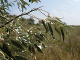 Elaeagnus angustifolia