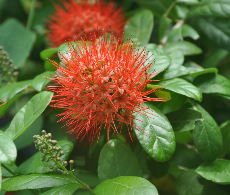 Image of Combretum constrictum specimen.