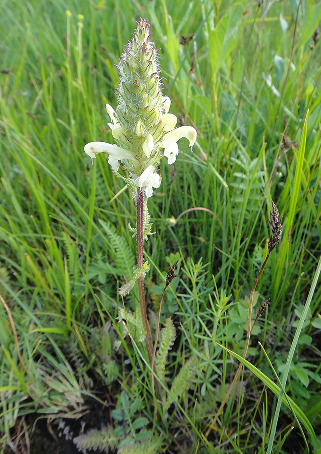 Image of Pedicularis venusta specimen.