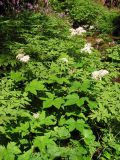 Filipendula glaberrima