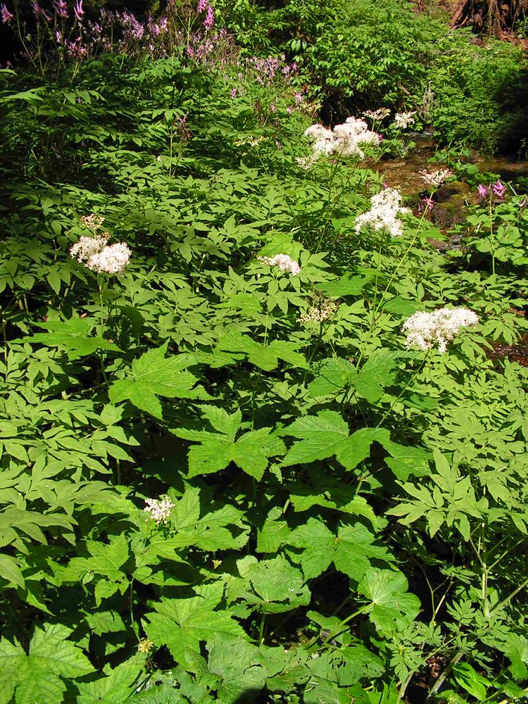 Image of Filipendula glaberrima specimen.