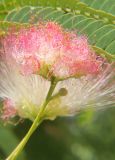 Albizia julibrissin