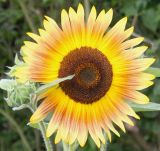 Helianthus annuus