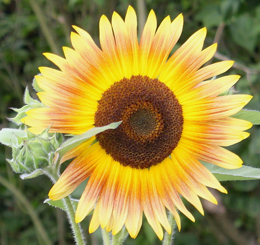 Image of Helianthus annuus specimen.