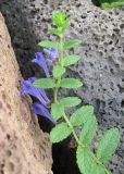 genus Scutellaria