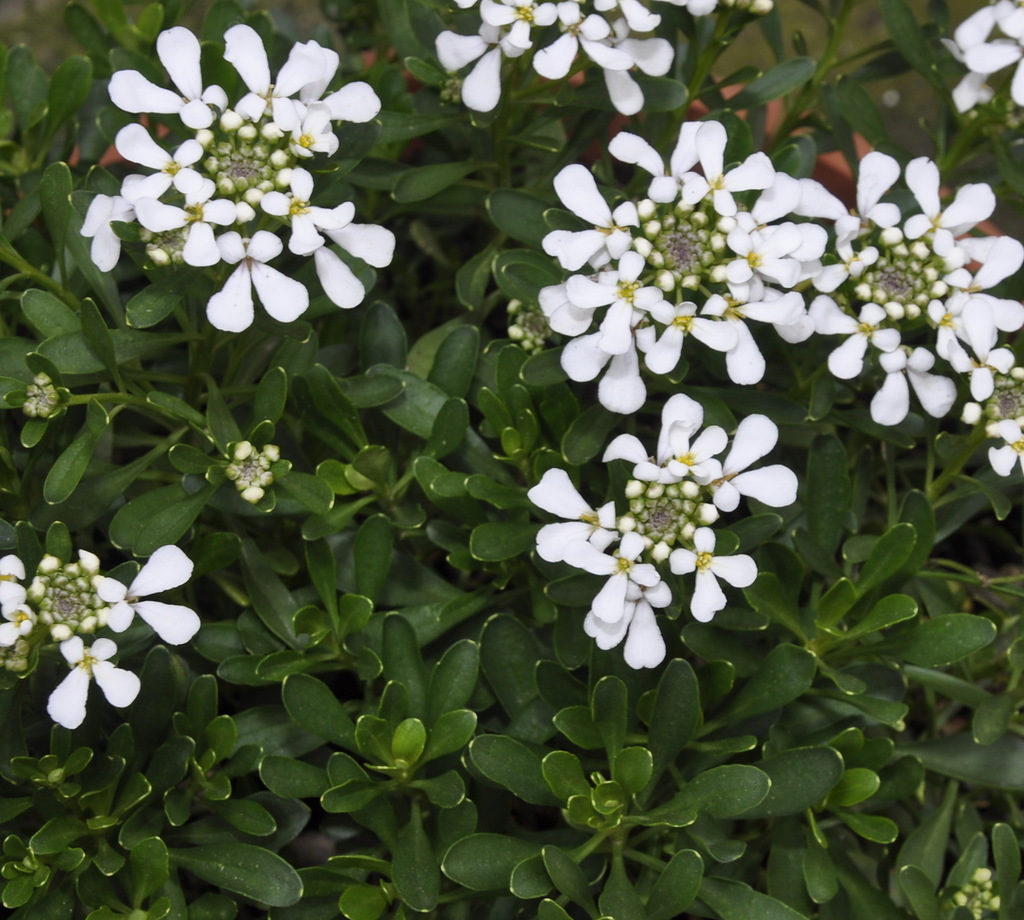 Изображение особи Iberis semperflorens.