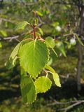 Betula