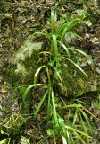 Galanthus caspius