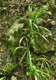 Galanthus caspius. Плодоносящие растения. Нагорный Карабах, окр. г. Шуши, Унотское ущелье. 05.05.2013.