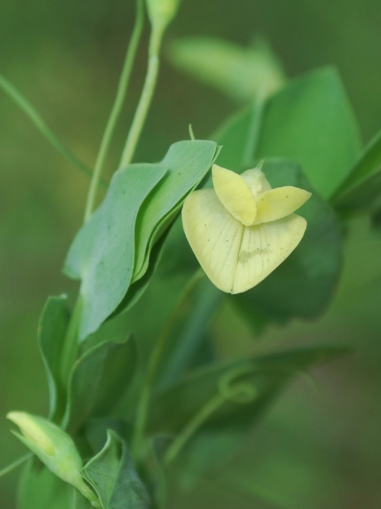 Изображение особи Lathyrus aphaca.