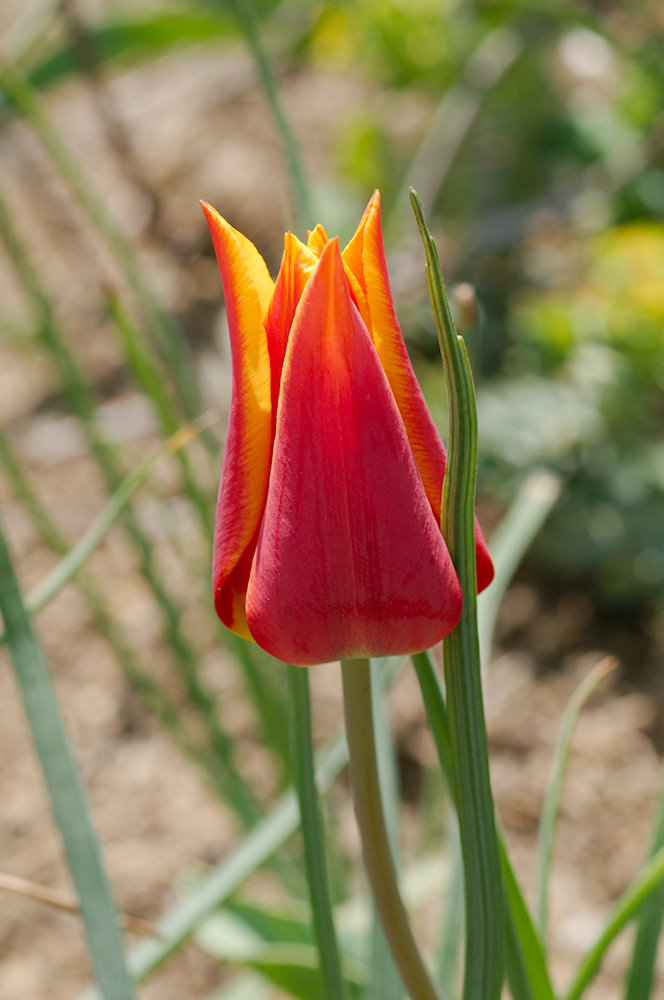 Image of Tulipa suaveolens specimen.