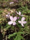 Cardamine quinquefolia