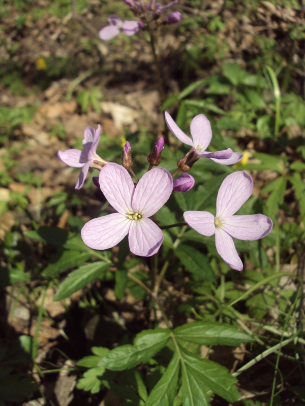 Изображение особи Cardamine quinquefolia.