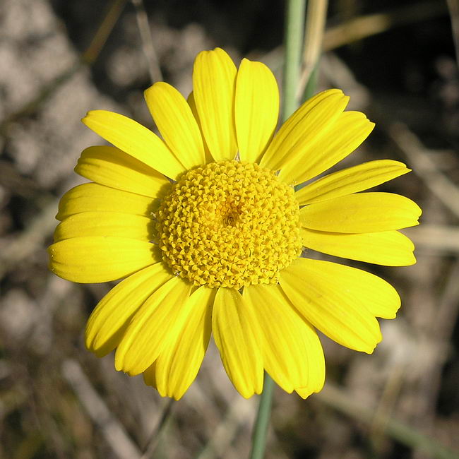 Image of Anthemis tinctoria specimen.