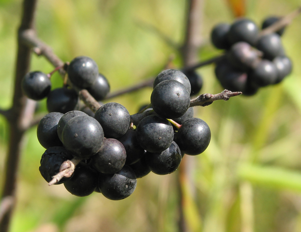 Изображение особи Rhamnus cathartica.