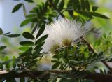 Calliandra haematocephala. Ветвь дерева с соцветиями (белоцветковая форма). Таиланд, провинция Краби, курорт Ао Нанг. 10.12.2013.