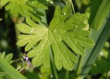 Geranium pusillum. Лист. Украина, г. Запорожье, возле Прибрежной магистрали. 03.05.2014.