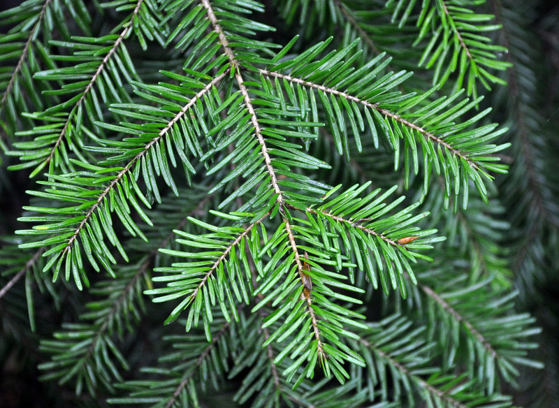 Image of Abies nordmanniana specimen.